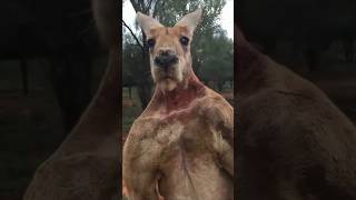 The Buff Marsupial Kangaroo [upl. by Animrelliug]