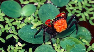 Can You Believe This Red Devil Crabs Molt After Just 1 Month [upl. by Calista]