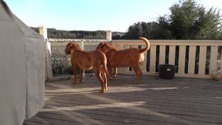 Dogue de Bordeaux Morgan barking [upl. by Ayr353]