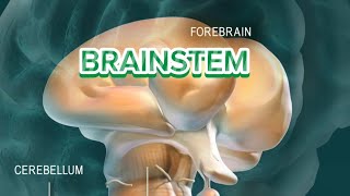 MODEL BRAIN AFTER REMOVING TELENCEPHALON and CEREBELLUM [upl. by Wall459]