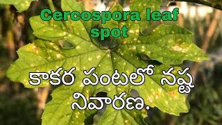 Bitter Gourd  Cercospora leaf spot control  కాకర పంటలో ఆకుమచ్చ తెగులు నివారణ [upl. by Safoelc]