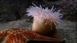 Cnidarians  Anemone Swims Away from Sea Star [upl. by Nnaeitak]