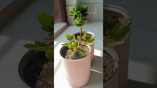 Kalanchoe plant care🌱🌱reels song plantcare trending kalanchoeyshorts [upl. by Waverly]