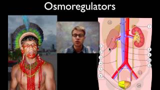 Osmoregulation [upl. by Amar]