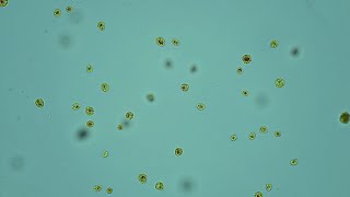 Freshwater algae Haematococcus pluvialis [upl. by Atival]