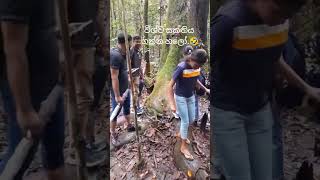 Trip to Kanneliya Rain Forest 🍃 friends rainforest kanneliya galle trip dayvlog [upl. by Cuyler]