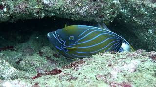 Blueringed angelfish [upl. by Steffi666]