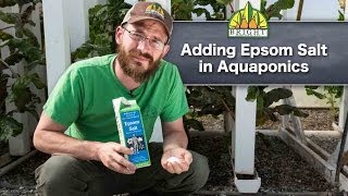 Adding Epsom Salt to Aquaponics Systems [upl. by Tacye]