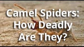 GIANT CAMEL SPIDERS The Truth About These MASSIVE Spiders [upl. by Etnoved]