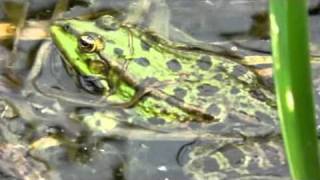 Marsh  pool frog hybrids in full chorus  Tophill Low NR [upl. by Norrehc959]