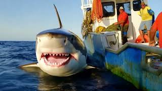 Orca whale and GIANT Shark Attacks Our Boat You Wont Believe What Happens Next [upl. by Eiltan]