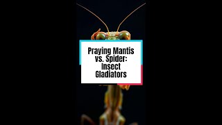 Praying Mantis vs Spider Insect Gladiators [upl. by Kakalina]