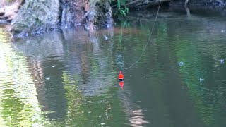 RIDICULOUS SUMMER STEELHEAD BOBBER DOWNS  Float Fishing Summer Skamania 2023 [upl. by Llednar]