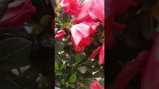 Flores azaleia perfectday love top10 plantas jardim folhas love life flowers [upl. by Annoj]