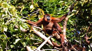 A troop of Red Howler Monkeys along the Rewa River Guyana [upl. by Trebma]