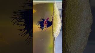 Betta fish breeding 🤍 laying eggs shorts bettafish breeding [upl. by Aicac58]