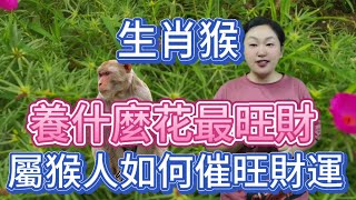 生肖猴！屬猴人養什麼花能帶來財運呢？生肖屬猴人如何催旺個人財運？属相猴不能不看！風水 生肖 運勢 分享2024 [upl. by Eladnwahs600]