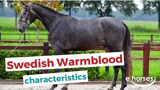 Swedish Warmblood  characteristics origin amp disciplines [upl. by Hobie]