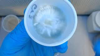 MUSHROOM GROWING MYCELIUM AGAR SECTORING [upl. by Shakespeare]