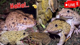 🐸Boing Boing web catching frogs🐸flying and Jumping Part 7 [upl. by Ueihttam829]