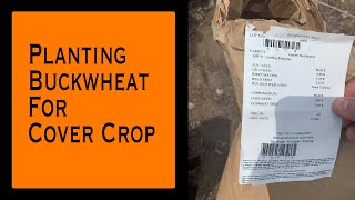 Planting Buckwheat for Cover Crop [upl. by Brote]