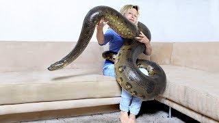 GIANT ANACONDAMeet Anaconda Named Medusa [upl. by Dragelin]