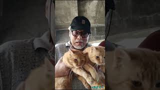 Ang Ering 😽na Mabait shortvideo funny cat [upl. by Ardnuahsal]