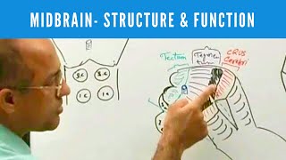 Midbrain  Structure and Function  Neuroanatomy [upl. by Naget]