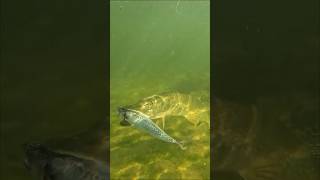 Bring a mackerel back to life with kanamabait and catch a pike with it  pike underwater [upl. by Dleifyar]