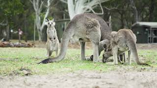 Wildlife at Tathra Eco Camp A Visual Journey [upl. by Naman]