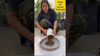 How to Grow Juicy Tomatoes at Home in a Pot – Easy Guide for Beginners rooftopgardening tomato [upl. by Anerb]