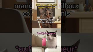 POV Quand lécole appelle chez toi chatdrole catmemes humour pov drole [upl. by Udela207]