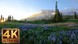 4K Wild Flowers of Mount Rainier with Nature Sounds  3 HOUR [upl. by Elleinaj]