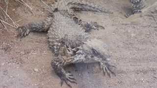 Giant girdled lizards in Zoo Frankfurt in HD [upl. by Otreblada859]