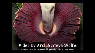 Giant Corpse Flower bloom  time lapse from two views [upl. by Westphal475]