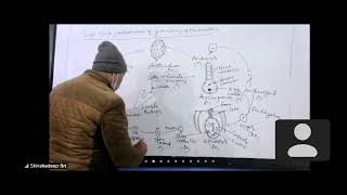 life cycle of marchantia by AKD Sir [upl. by Nallac]