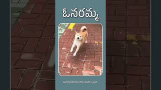 animalfundub dog tamil doglover telugu comedyvideos ytfunny funnyshorts asalainahaHygg [upl. by Arbed81]