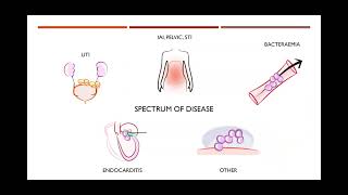 Enterococcus an old dog with new tricks  Tyral Ramsamy [upl. by Aisatan]