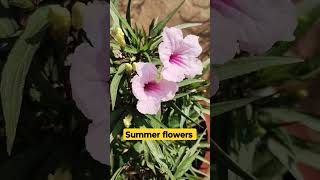 Ruellia simplex summerflower pinkflower [upl. by Eilac]