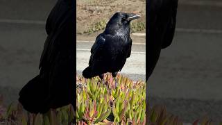 3 Ravens ravens birds oceanbeach corvids sanfrancisco urbanwildlife [upl. by Ruhl]