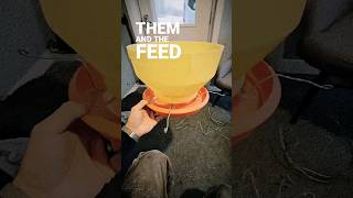 Brooder feed management with mash feed to prevent bridging farmlife chicken farm diy brooder [upl. by Aizatsana]