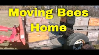 Moving Bees HomeThat Bee Man [upl. by Leoine]