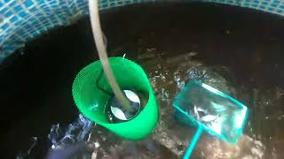 PANGASIUS FISH FARMING IN SWIMMING POOL POND [upl. by Aivon]