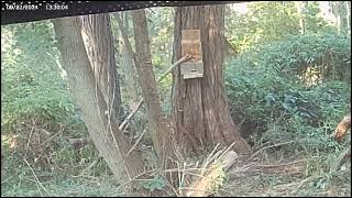 shooting problem chipmunks pushing squirrels off my squirrel feeders [upl. by Eemla]