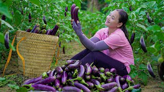 Harvest Solanum Melongena amp Psidium Guajava Goes to the market sell  Thuy Daily Life [upl. by Ehman98]