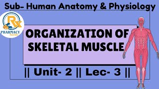 Organization of Skeletal muscle [upl. by Ytitsahc558]