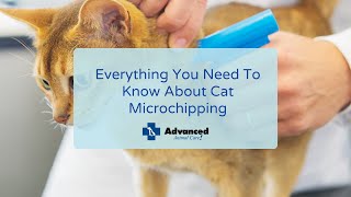 Everything You Need To Know About Cat Microchipping [upl. by Ignace]