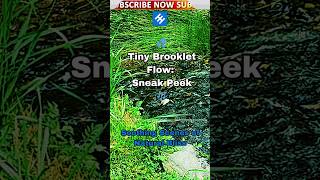 💦Tiny Brooklet Flow and Cicada Sounds 🦗 Sneak Peek Short [upl. by Artekal]