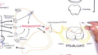 Pharmacology  Nonsteroidal AntiInflammatory Drugs NSAIDs [upl. by Naujek]