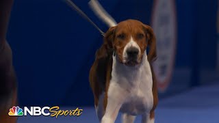 National Dog Show 2022 Best in Show Full Judging  NBC Sports [upl. by Fletch]